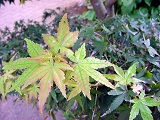 学校林秋1