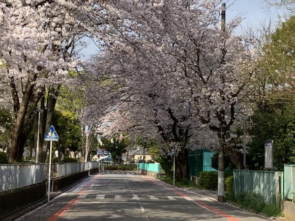 南門の桜並木