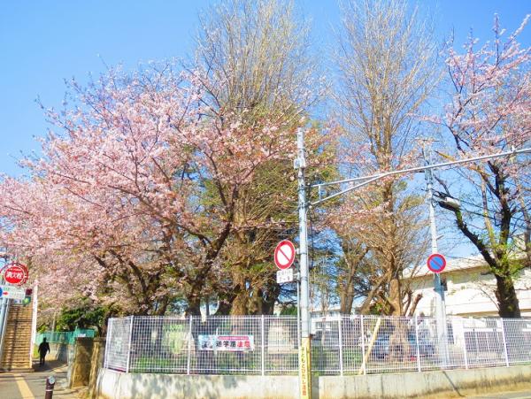 桜2
