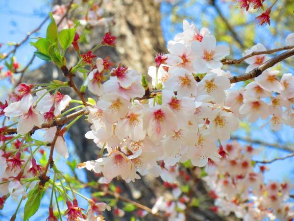 桜
