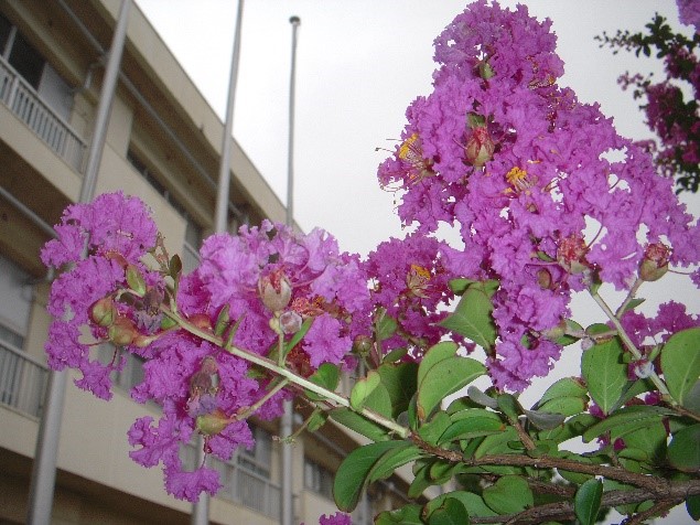 赤紫花2