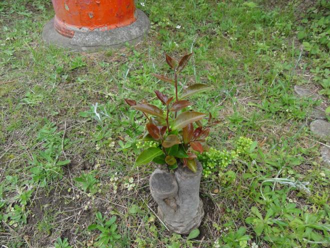 校内植物1
