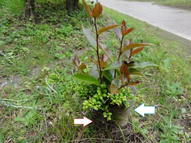 校内植物3