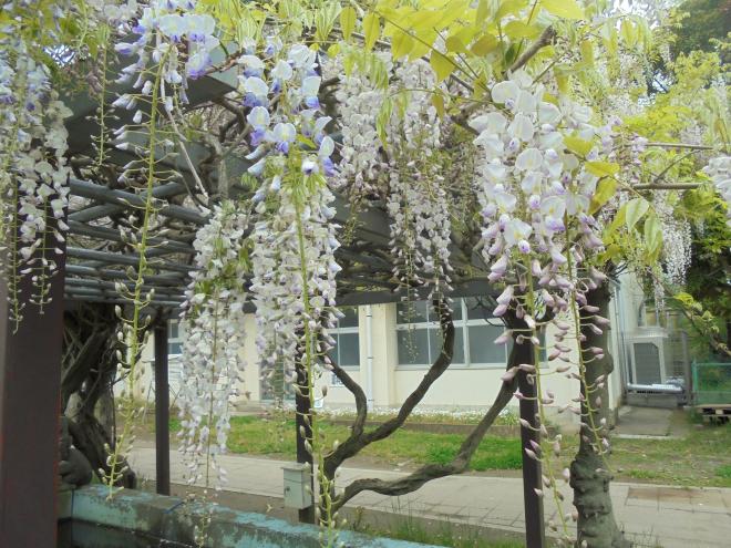 藤の花見ごろ