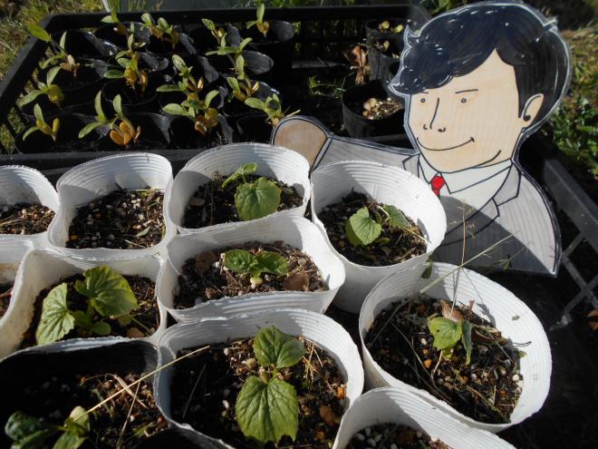 植物育てる