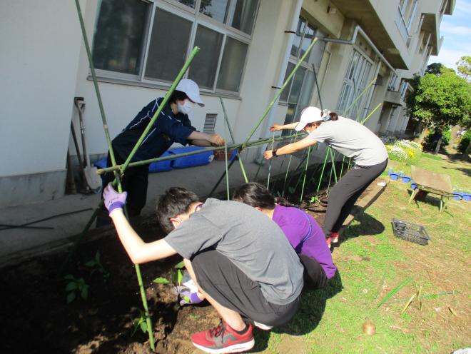 2年生苗植え