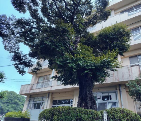 しいの木
