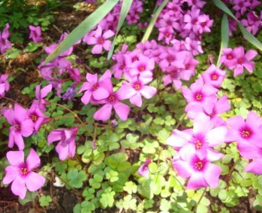 トップページ（花２）