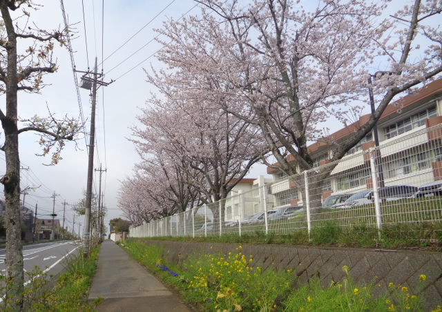 sakura2