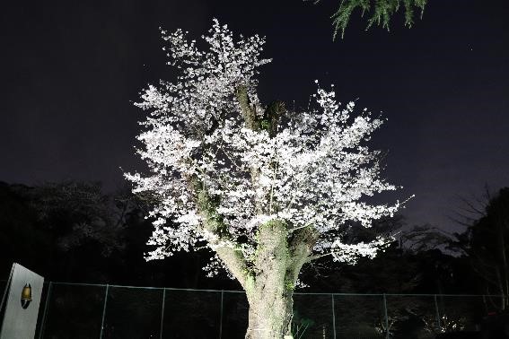 sakura1