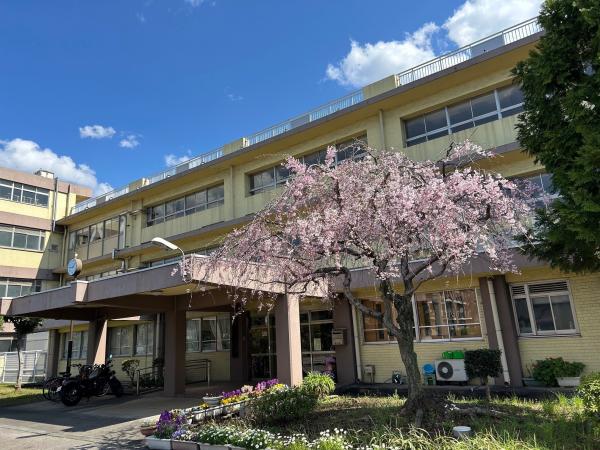 枝垂れ桜