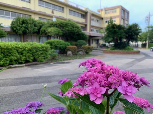 ajisai