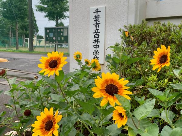 himawari