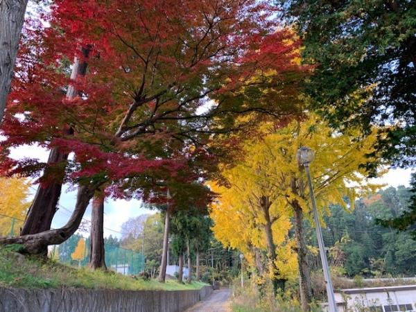 momiji