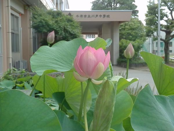 hasu