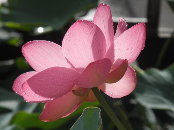 ameagarioogahasu