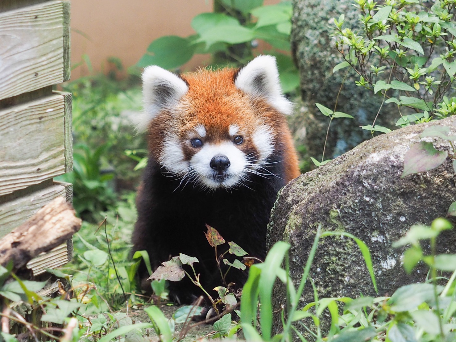 動物公園のレッサーパンダ「風太」
