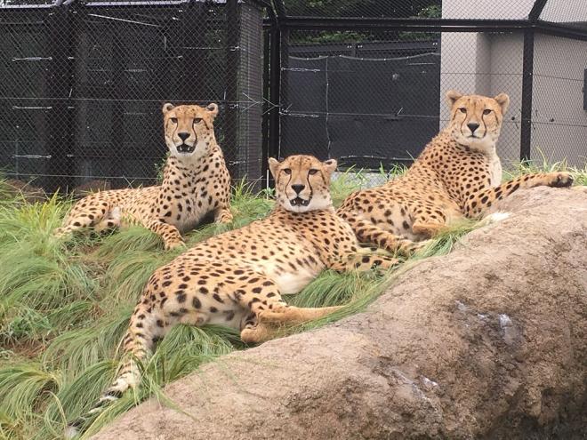 千葉動物公園