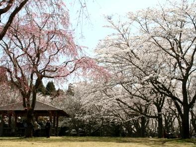 昭和の森2