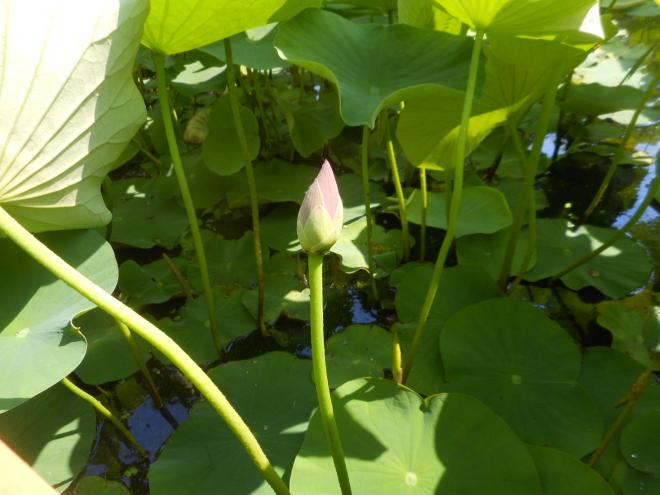 tubomi1