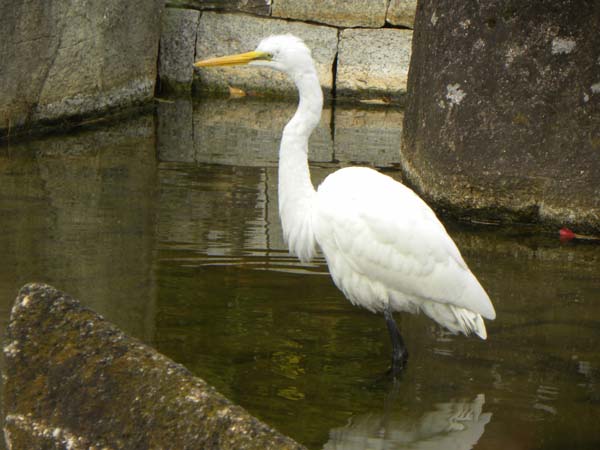 チュウサギ
