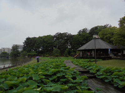 H280527ハス池