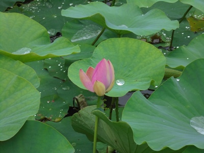 H280530開花