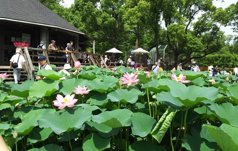 蓮華亭H280625
