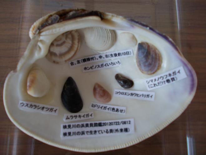 貝生存外来種