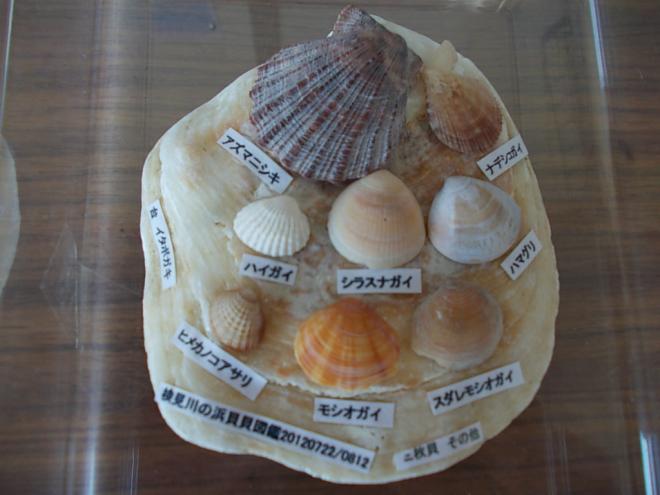 その他貝