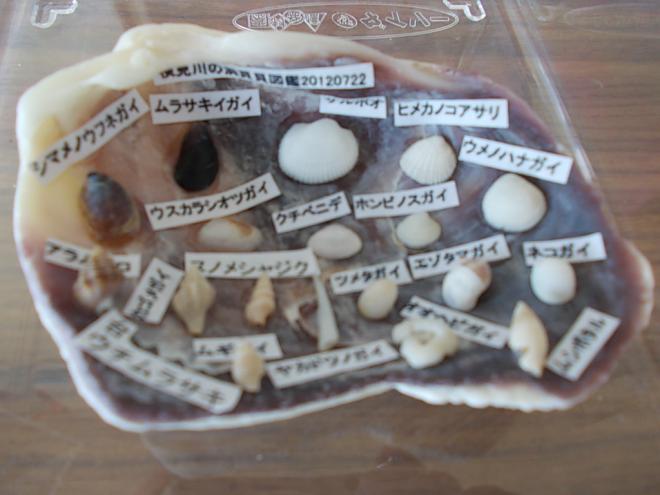 その他貝1