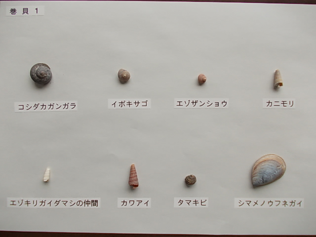 二枚貝1
