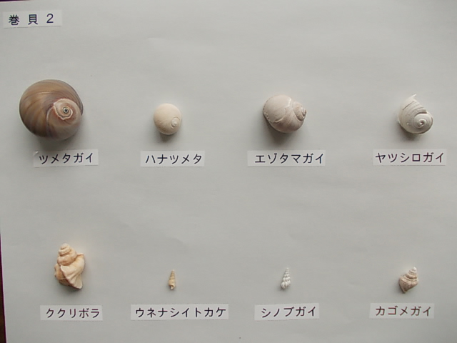 巻貝2