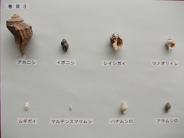 巻貝3