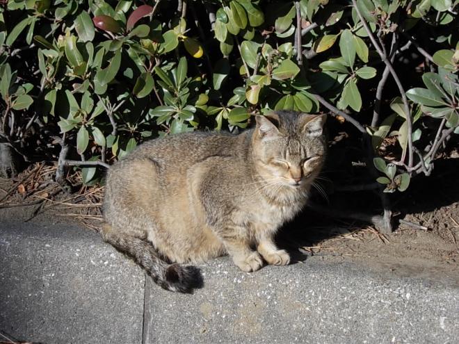 猫ボランティア