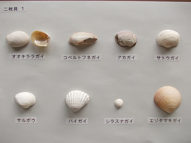 二枚貝1