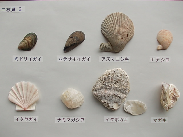 二枚貝2