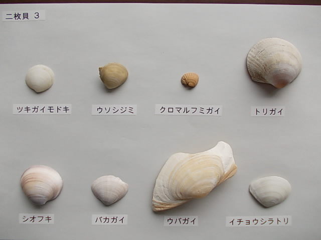 二枚貝3
