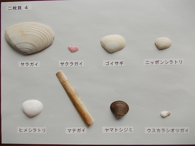 二枚貝4