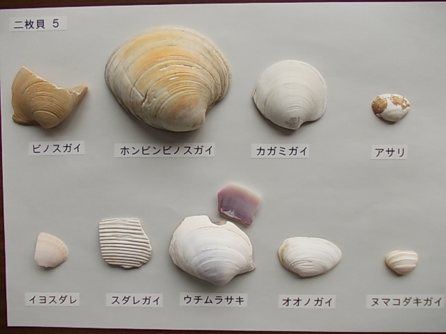 二枚貝5