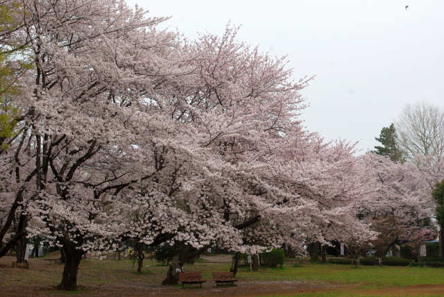 /toshi/koenryokuchi/kanri/chuo-inage/images/ohanami12041101.jpg