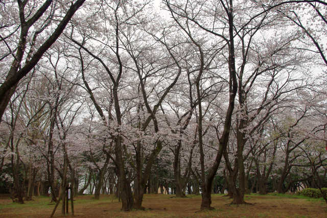 /toshi/koenryokuchi/kanri/chuo-inage/images/ohanami13032503.jpg