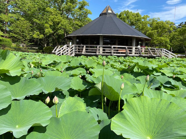 tubomitasu