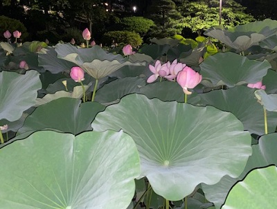 yoruhasu1