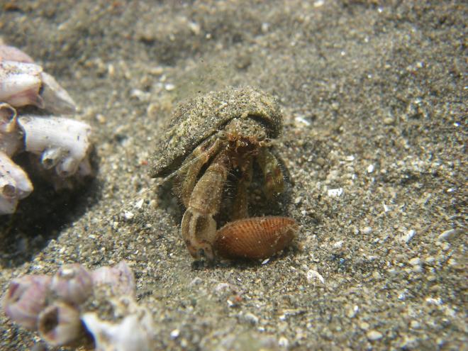 ユビナガホンヤドカリ