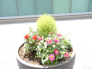 2021夏の花壇2
