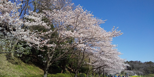 ソメイヨシノ