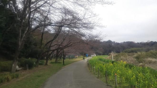 花島1さくら0317