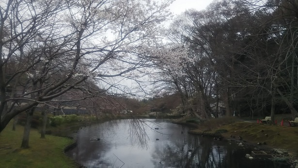花島さくら0317