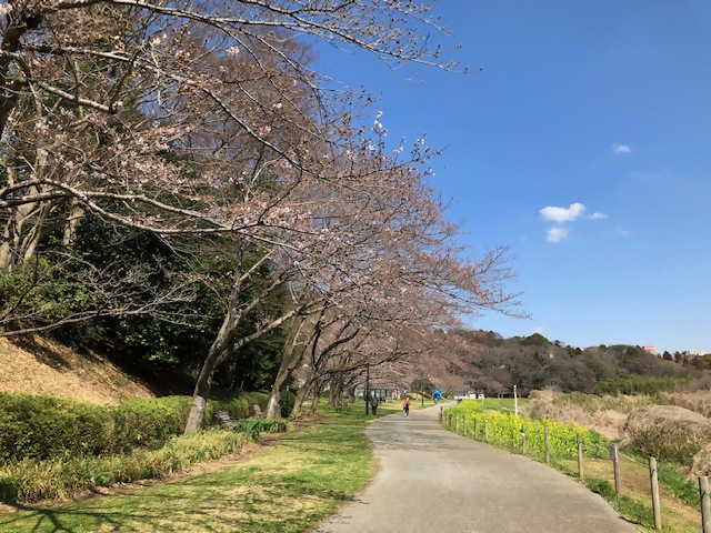 0320hanami-3